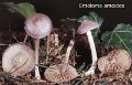 Entoloma ameides-amf1986
